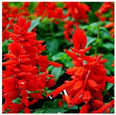 Quentova Salvia splendens Flower-HQ-4I Seed(100 per packet)