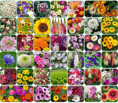 muktakeshi Combo of 40 variety 3500+ flower with instruction manual Seed(25 g)