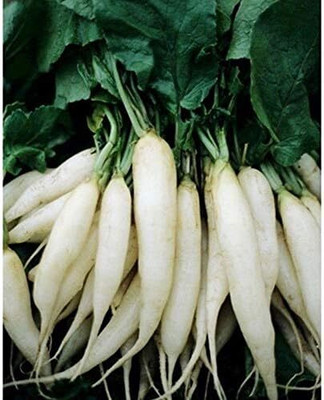 Qualtivate NBIR-521 White Icicle Radish Seeds Seed(500 per packet)