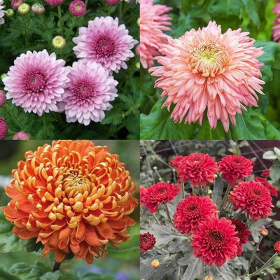 AMAJIT Chandramallika Flower Seeds,Chrysanthemum, Shevanti, Guldawari , Saamandi Seeds Seed(40 per packet)
