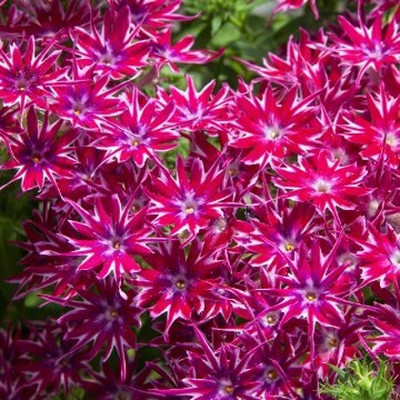 Epazo New Tall Purple Phlox Paniculata Garden Summer Native Hummingbird Seed(30 per packet)
