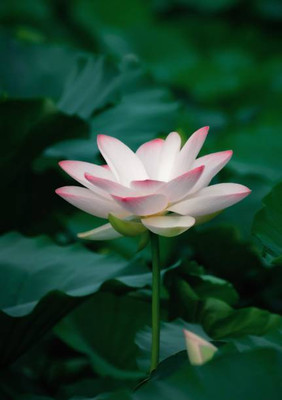 Kapebonavista lotus,kamal gatta Seed(15 per packet)
