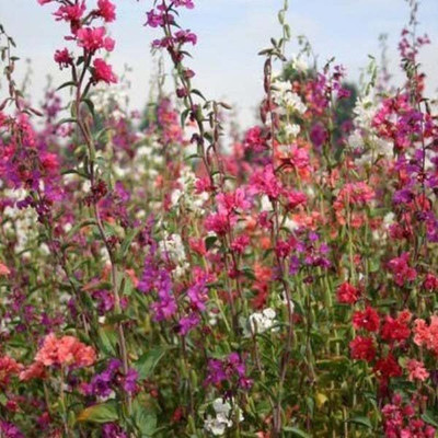 Lorvox Clarkia Elegance Double mixed flower Seed(85 per packet)