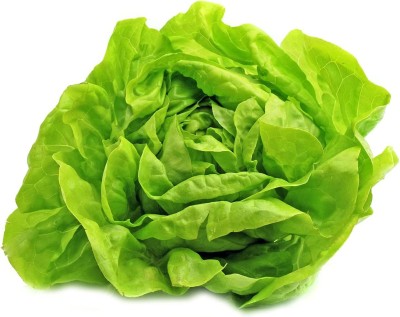 CYBEXIS NBIR-93 - Buttercrunch Lettuce - (150 Seeds) Seed(150 per packet)