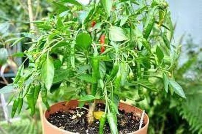 Aywal Chilli Seeds | Mirchi Ke Beej Chilli F1 Hybrid Vegetable Seed(2000 per packet)