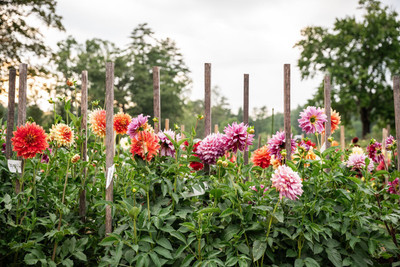 GREENSEA Dahlia mixed flower Seed(44 per packet)