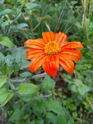 MWHY Tithonia Red Flower Seed(25 per packet)