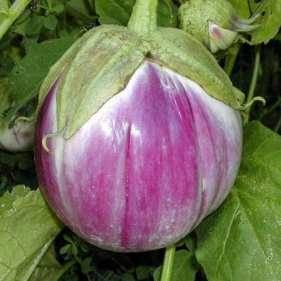 KNESSiN Heirloom Brinjal Bianca de Rosa Italian Eggplant ( Seeds) Seed(2000 per packet)