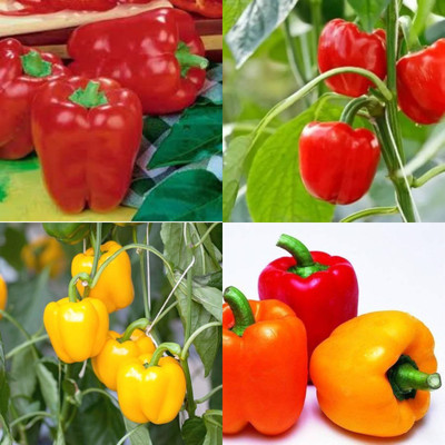 ibains F1 hybrid capsicum vegetable seeds shimla mirchi pack of 70 Seed(70 per packet)