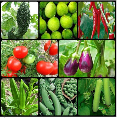 ibains Vegetable seeds for home Seed(190 per packet)