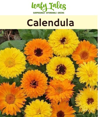 Leafy Tales Calendula Seed(25 per packet)