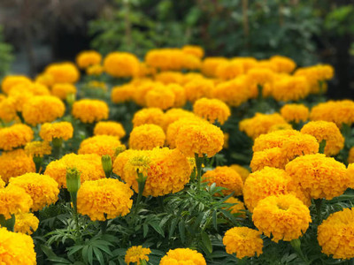 SIDDHI VINAYAK marigold/gende ka phool flower seeds Seed(50 per packet)