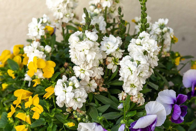 KANAYA Stock Matthiola Incana Mixed Color Flower Seed(28 per packet)