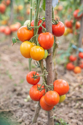 GreenHorizon tomato Seed(115 per packet)