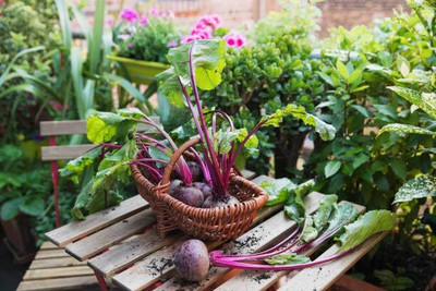 Aywal BEETROOT/TABLE BEET/GARDEN BEET/RED BEET/DINNER BEET Seed(175 per packet)