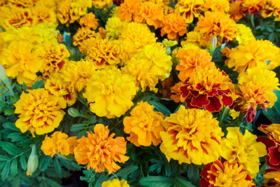seedito marigold/gende ka phool flower seeds Seed(50 per packet)