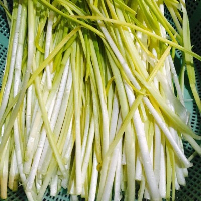 CYBEXIS Nutrition and Delicious Leek 4000 Seeds Seed(4000 per packet)