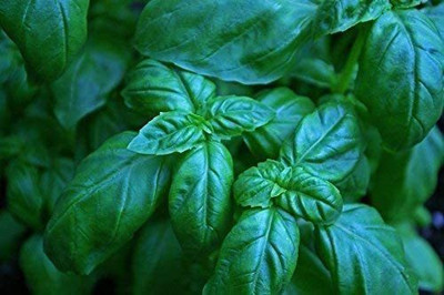 VibeX PAU-11 - Basil Sweet Genovese - (4500 Seeds) Seed(4500 per packet)