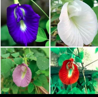 VS GLOBAL NEELKANTA FLOWER SEEDS,BUTTERFLY PEA,APARAJITHA MIX seeds ( 20 seeds ) Seed(20 per packet)