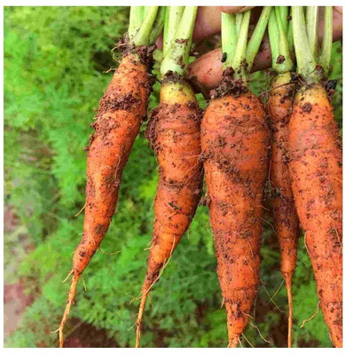 Quentova नारंगी गाजर Orange Carrot-11C-DXL Seed(300 per packet)