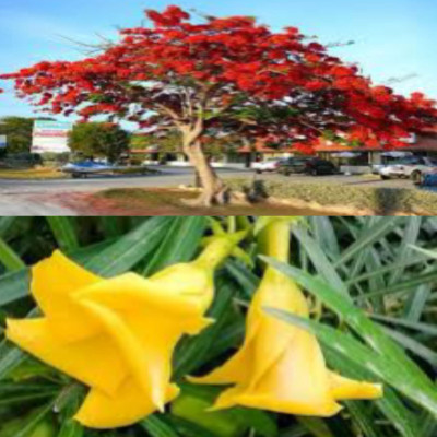 Garden Basket Hubb Kaner & Gulmohar Seeds – Beautiful Ornamental & Shade Trees 105 pcs each Seed(210 per packet)