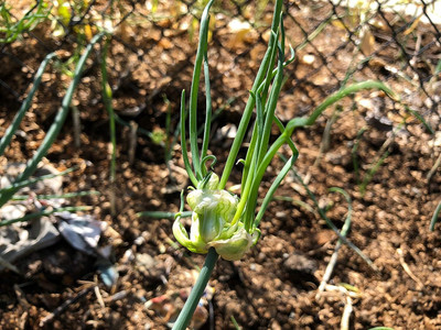 WILLVINE VNR -IX Egyptian Walking Onion [5g] Seed(3000 per packet)