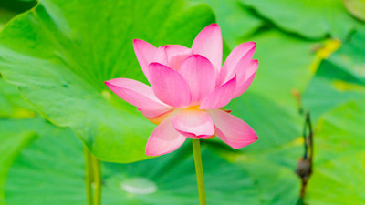 KISHORI CREATIONS lotus,kamal gatta Seed(10 per packet)