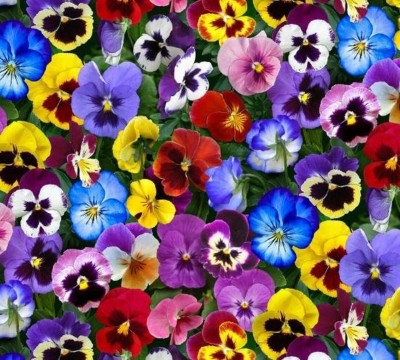 Quentova Pansy Mix Flower-SNIG-3C Seed(75 per packet)