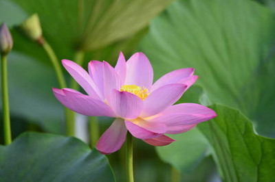 ELANHOOD lotus,kamal gatta Seed(11 per packet)