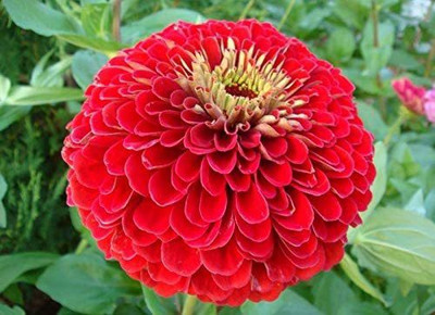 VibeX LXI-73 - Russian Zinnia /Zinnia Graceful from Russia - (270 Seeds) Seed(270 per packet)
