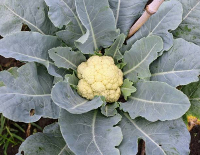 SIDDHI VINAYAK white cauliflower,gobhee seeds Seed(10 per packet)