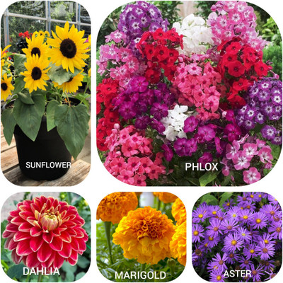 DECORPLIX Flower seeds Seed(100 per packet)