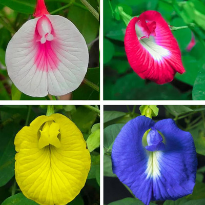 Greenfall Aparajita Seeds, Multi-Color Mix, Clitoria Ternatea (21 Per Packet) Seed(20 per packet)