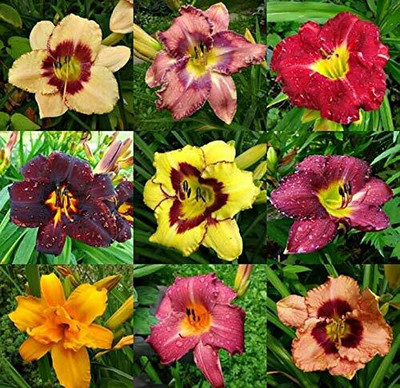 Cloud Farm Lily Plant Seed(15 per packet)