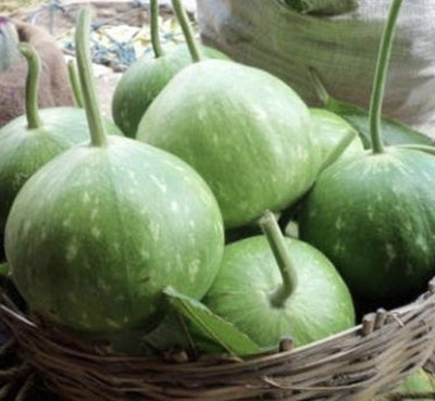 Greenfall 15 Seeds of Round Bottle Gourd - Perfect for Healthy and Delicious Recipes Seed(15 per packet)
