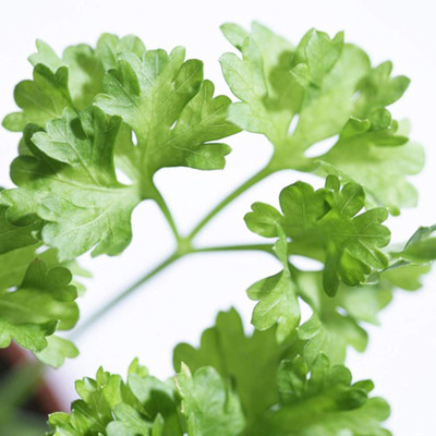 KNESSiN VI-34 Parsley Seed(200 per packet)
