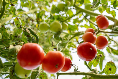 EMKOT tomato Seed(145 per packet)