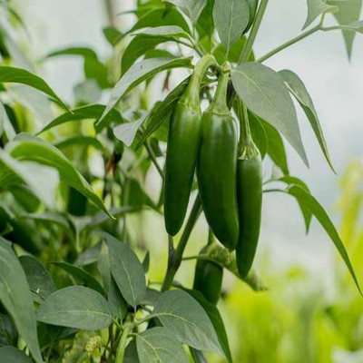Arshiayat Hybrid Pepper Chilli/Mirchi Seed(65 per packet)