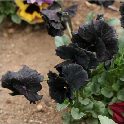 Biosnyg QIQ-23 Clear Crystals Black Pansy (Viola x wittrockiana)-[200 Seeds] Seed(200 per packet)