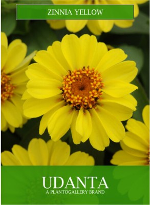 Udanta Zinnia Yellow Flower Seeds For Beautiful Summer Gardening 30-40 seeds Seed(1 per packet)