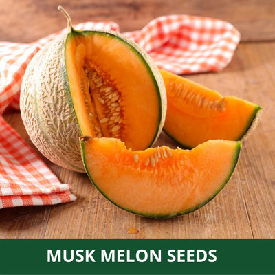 VibeX XLR-23 - MUSK MELON KAJRI - (1350 Seeds) Seed(1350 per packet)