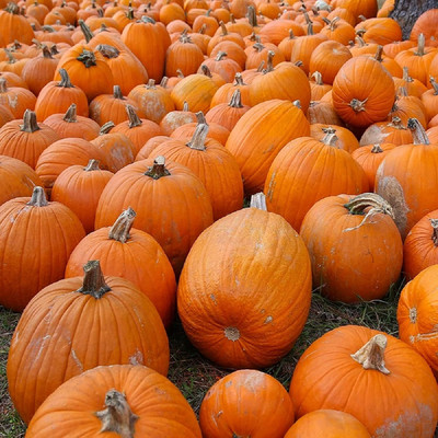 KNESSiN (BIO) Small Sugar Pumpkin (120 Seeds) Seed(120 per packet)