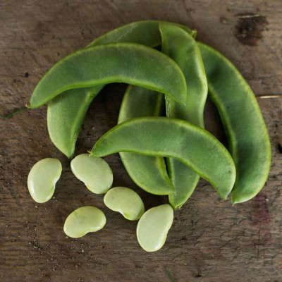 SELOW POLE LIMA BEAN Seed(20 per packet)