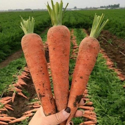 KNESSiN IX-75 Carrot Carrot Seed(1000 per packet)