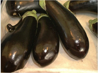 Biosnyg F1 Hybrid Brinjal MONEYMAKER ( Seeds) Seed(2000 per packet)