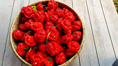 KNESSiN Organic Scarlett Rose Chilli Vegetable Seeds For Gardening-(600 Seeds) Seed(600 per packet)