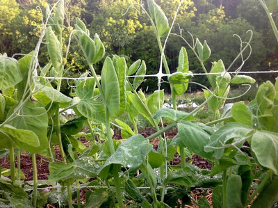 Qualtivate PUA-9A Tom Thumb' Dwarf Shelling Pea Seed(200 per packet)