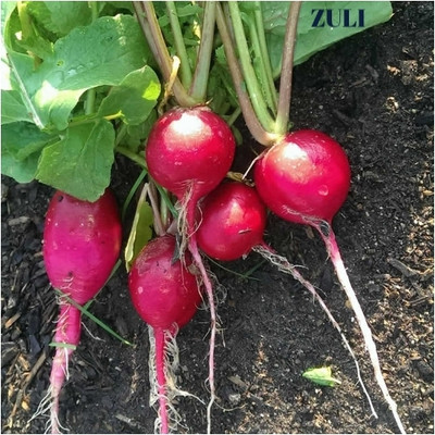 UGADO Beetroot, Gajar, Pack of 2 packet Seed(50 per packet)