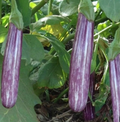 UGRA Squarrel lines Brinjal/eggplant Seed(3000 per packet)
