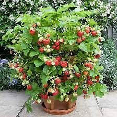Aywal Strawberry Fruit Seed(15 per packet)